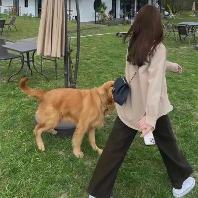 我家隔壁有贱狗
